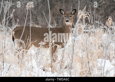 Weißwedelhirsche doe (Odocoileus virginianus), Dezember, E USA, von Dominique Braud/Dembinsky Foto Assoc Stockfoto