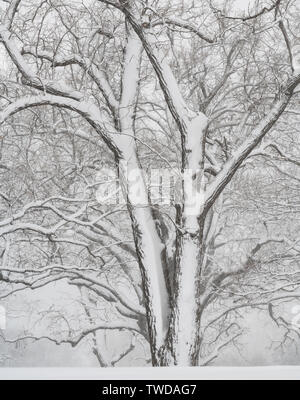 April Schneesturm, Woodland, USA, von Dominique Braud/Dembinsky Foto Assoc Stockfoto