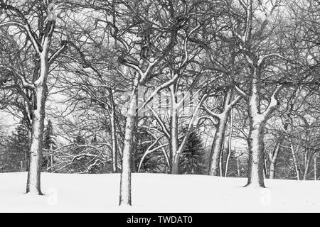 April Schneesturm, Woodland, USA, von Dominique Braud/Dembinsky Foto Assoc Stockfoto