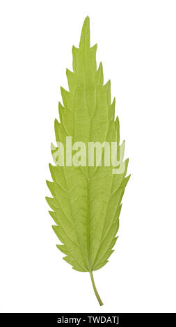Grünes Blatt von Urtica dioica, oft als brennnessel oder brennnessel der Familie Urticaceae auf weißem Hintergrund bekannt. Stockfoto