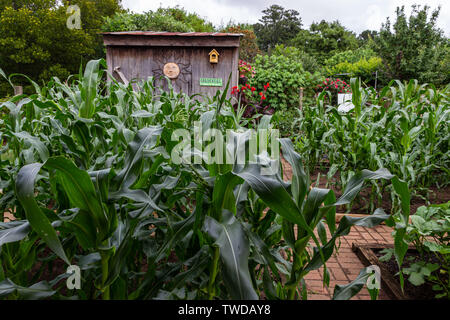 McDonough, Georgia/USA, 9. Juni 2019: Maisstängel wachsen im Heritage Village gemeinschaft Garten im Heritage Park. Stockfoto