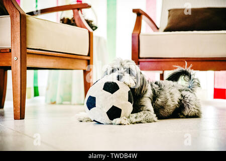 Kleiner Hund knabbert ein Fußball. Stockfoto