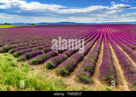 Endlose Lavendelfelder in Valensole, Provence, Frankreich. Einzigartigen Ort zu besuchen Stockfoto