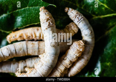 Gruppe von Seidenraupen, Bombyx mori, von oben essen Maulbeerblättern gesehen. Stockfoto