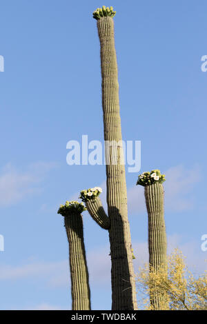 Saguaro Kaktus in der Blüte (Carnegiea gigantea) südlichen Arizona Stockfoto