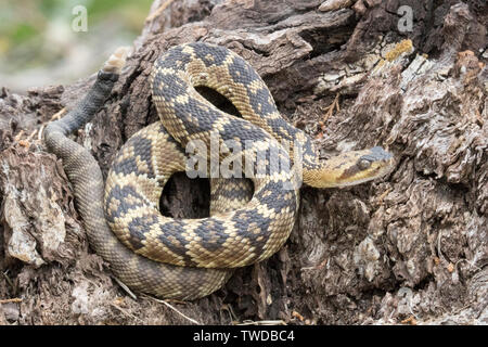 Black-Tailed Klapperschlange (Crotalus molossus) südlichen Arizona Stockfoto