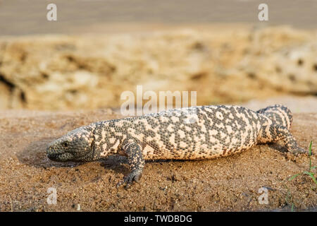 Gila Monster (Helederma suspectum) südlichen Arizona Stockfoto