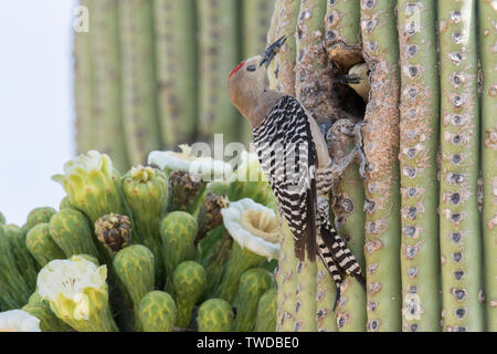 Gola Woodpecker Männchen die Nahrung zum Nest Loch in Saguaro Kaktus mit weiblichen Innen (Melanerpes uropygialis) südlichen Arizona Stockfoto