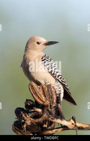 Gila Woodpecker weiblich (Melanerpes uropygialis) südlichen Arizona Stockfoto