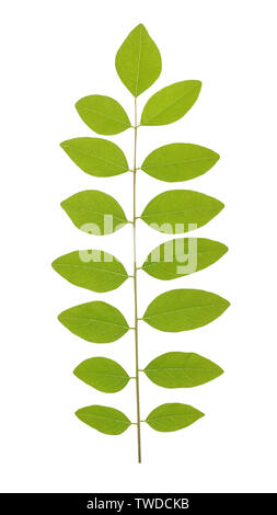 Grünes Blatt von Akazienholz, allgemein bekannt als die kehllappen oder Akazien, ist eine große Gattung der Sträucher und Bäume in der unterfamilie Mimosoideae der pea Familie Fa Stockfoto