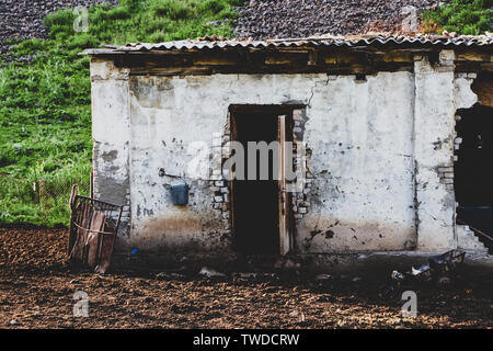 Alten verfallenen Bauernhof, Stall, im Hochland gelegen, mit Kühen Stockfoto