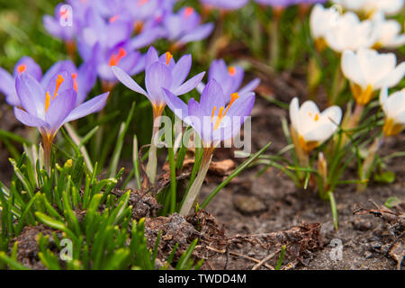 Erste Frühling Blumen. Bunte Krokusse Stockfoto