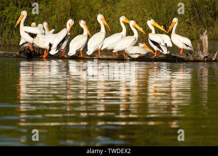 American White Pelican (Pelecanus erythrorhynchos) am Kran Prairie Reservoir, Cascade Lakes National Scenic Byway, Deschutes National Forest, Oregon Stockfoto