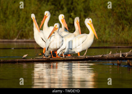 American White Pelican (Pelecanus erythrorhynchos) am Kran Prairie Reservoir, Cascade Lakes National Scenic Byway, Deschutes National Forest, Oregon Stockfoto