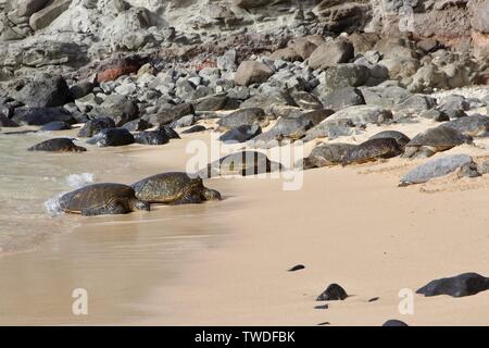 Basking grüne Meeresschildkröten auf Ho'okipa Beach in Maui, Hawaii Stockfoto