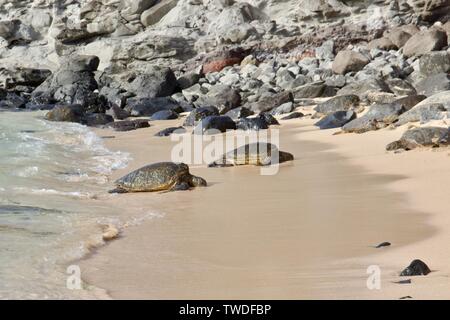 Basking grüne Meeresschildkröten auf Ho'okipa Beach in Maui, Hawaii Stockfoto