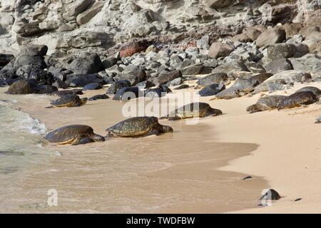 Basking grüne Meeresschildkröten auf Ho'okipa Beach in Maui, Hawaii Stockfoto