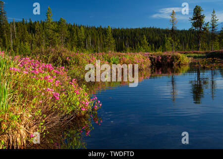 Western Moor Laurel (Kalmia kann man) Blüte bei Hosmer See, Cascade Lakes National Scenic Byway, Deschutes National Forest, Oregon Stockfoto