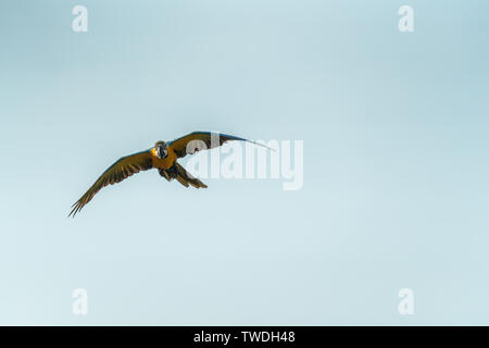 Schöne Ara im blauen Himmel im sonnigen Tag fliegen Stockfoto