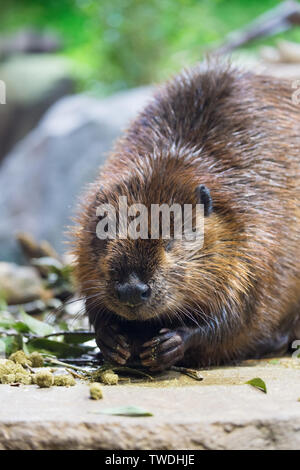 Biber Sitzen am Teich Rand Stockfoto