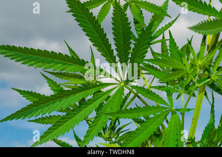 In der Nähe von Grün Cannabis Blätter. Marihuana Pflanze Stockfoto