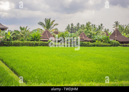 Malerische Reisfelder auf der Insel Bali, Indonesien. Tourismus in Asien Stockfoto