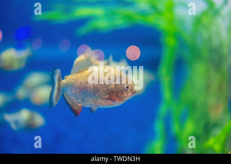 Pygocentrus Nattereri. Piranha closeup im Aquarium Stockfoto