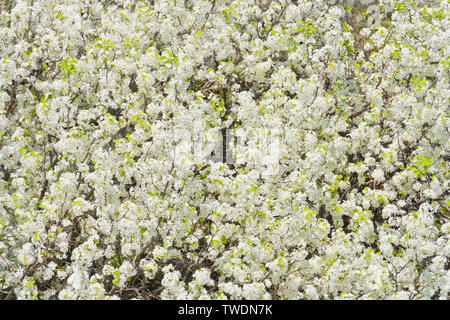 Der Blick auf die weißen Blüten mit Birnbäumen neben Jefferson See in der Sonne in St. Louis Forest Park an einem Frühlingstag glühen. Stockfoto