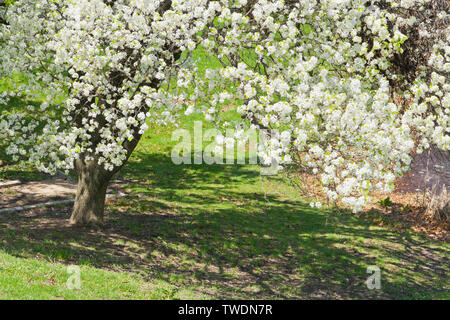 Die weißen Blüten der Birnbäume neben Jefferson See leuchtet in der Sonne am St. Louis Forest Park an einem Frühlingstag. Stockfoto