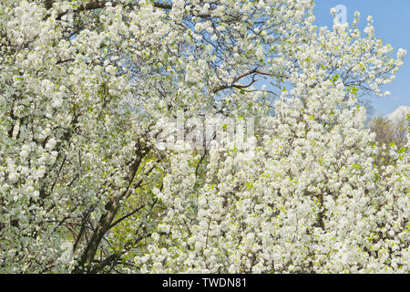 Die weißen Blüten der Birnbäume neben Jefferson See leuchtet in der Sonne am St. Louis Forest Park an einem Frühlingstag. Stockfoto