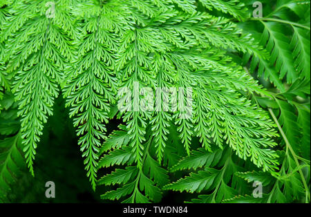 Closeup pulsierenden grünen Farnblätter im Garten Stockfoto