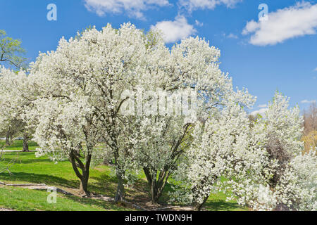 Die weißen Blüten der Birnbäume neben Jefferson See leuchtet in der Sonne am St. Louis Forest Park an einem Frühlingstag. Stockfoto