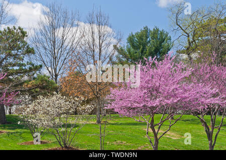 Die leuchtend rosa Blüten von redbud Bäume und einige Puffy clouds erhellen die Szene in der Nähe des Planetariums in St. Louis Forest Park an einem Frühlingstag. Stockfoto