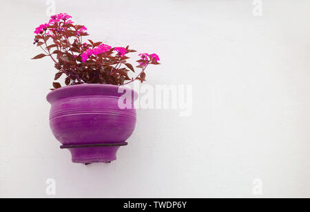 Lila und rosa Farbton von Lantana camara im Blumentopf an den weißen Betonwand mit Kopie Raum Stockfoto