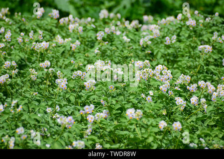 Blühende Kartoffeln auf dem Feld im Frühsommer Stockfoto