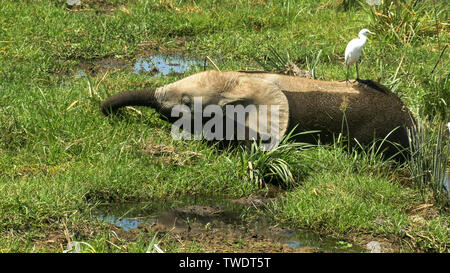 Baby Elephant Fütterung mit Reiher in einem Sumpf in der amboseli Stockfoto