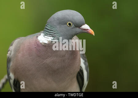 Ein Kopf eines hübschen Woodpigeon, Columba Palumbus. Stockfoto