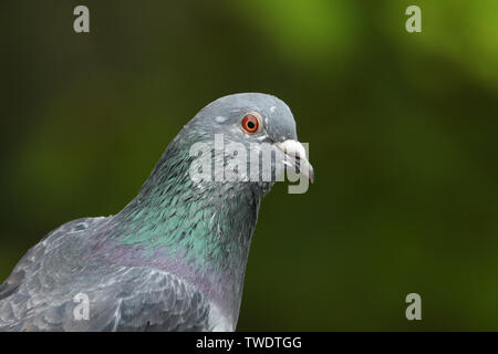 Ein Kopf eines ziemlich Wilde Taube, Columba livia. Stockfoto