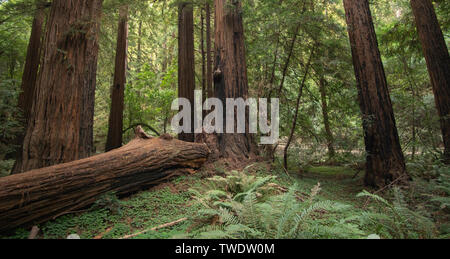 Großen gefallen Redwood Tree in Muir Woods National Park, Kalifornien. Für die riesigen Redwoods nördlich von San Francisco bekannt. Stockfoto