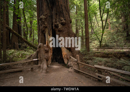 Eine große Redwood Tree in Muir Woods, das hohle Innere entlang einer Holz eingezäunt weg. Muir Woods ist für seine alten riesigen Redwood Bäumen bekannt. Stockfoto