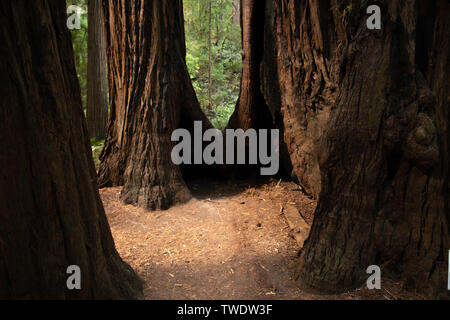 Nahaufnahme von Redwood Baumstümpfen in Muir Woods National Park. Muir Woods National Monument ist ein Teil von Kalifornien Golden Gate National Recreation Stockfoto