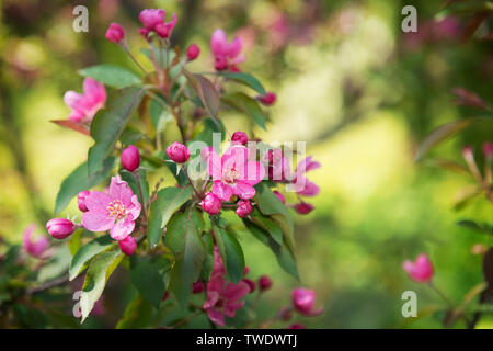 Schönen blühenden Baum mit roten Blumen auf einem Hintergrund von Spring Garden Stockfoto