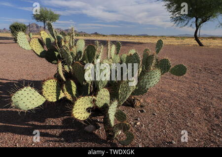 Die Engelmann Feigenkakteen, am Nachmittag Licht der Sonoran Wüste, AZ Stockfoto