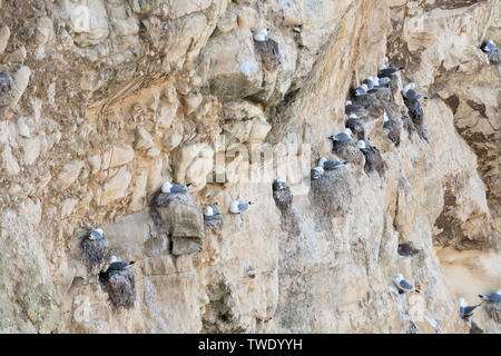 Dreizehenmöwe (Rissa tridactyla) Verschachtelung auf Kalkfelsen in Marsden Bay, North East England, Großbritannien Stockfoto