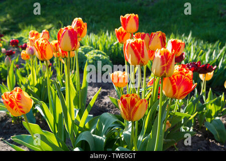 Schönen Frühling Tulpen rote und gelbe Farbe im Garten Stockfoto