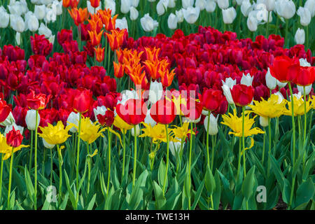 Bunte Tulpen Blumen Hintergrund. Frühling Blumen in verschiedenen Farben Stockfoto