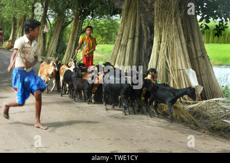 Kinder, die eine Herde von Rindern an der Khulna, Bangladesh. Stockfoto