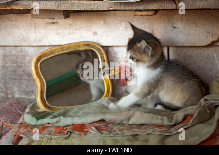 Hauskatzen in Khulna, Bangladesh. Stockfoto