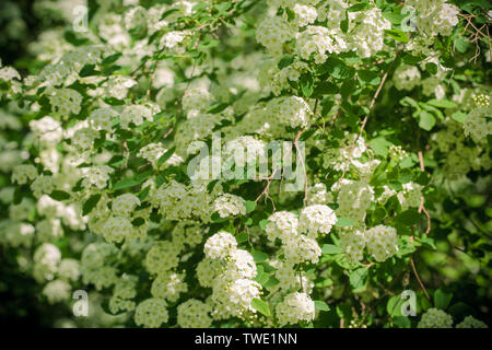 Spirea Wangutta (lat. Fabrikantenvilla vanhouttei) Stockfoto