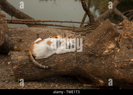 Hauskatzen in Khulna, Bangladesh. Stockfoto